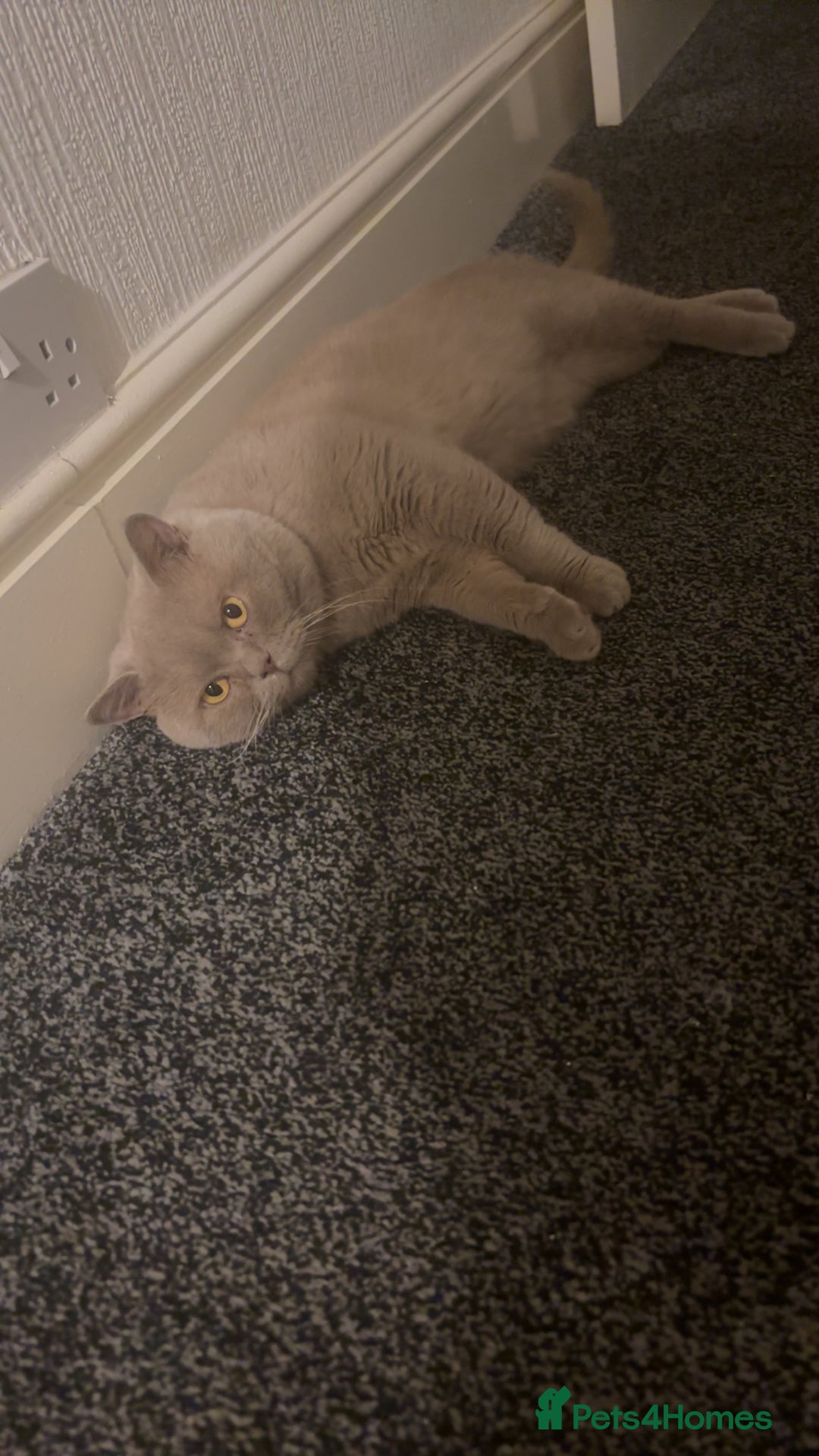 British Shorthair cats for stud: Lilac bsh stud duties - Image 1