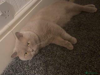 British Shorthair cats - Advert 23