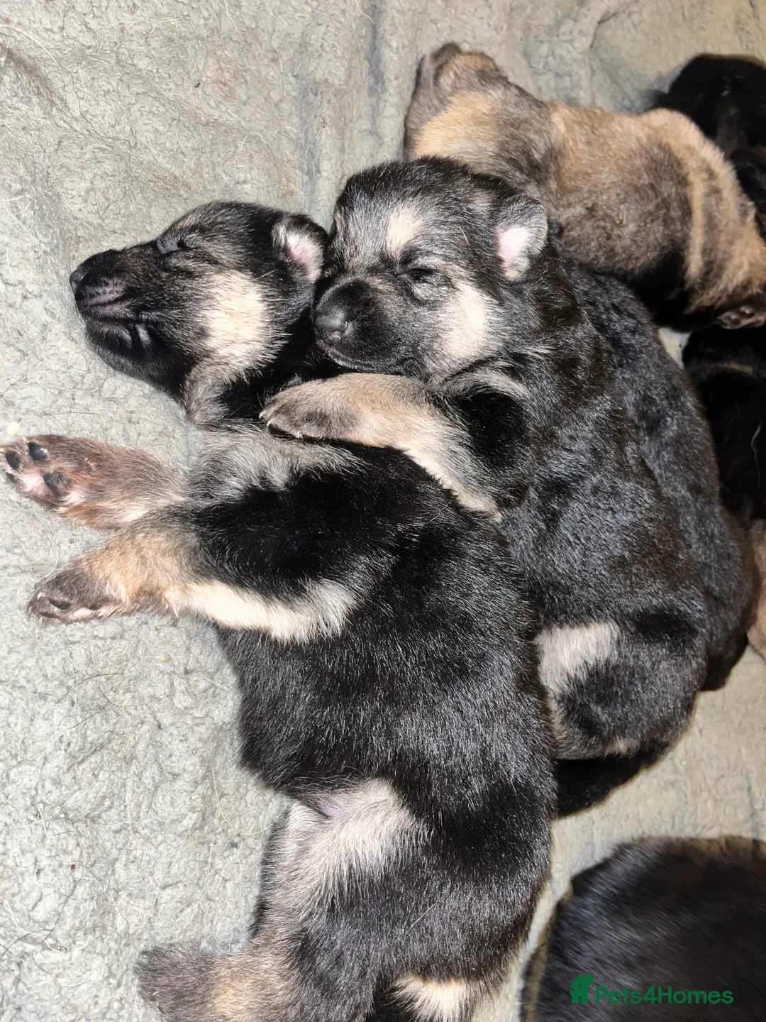 German Shepherd dogs for sale: German shepherd puppies  - Advert 14