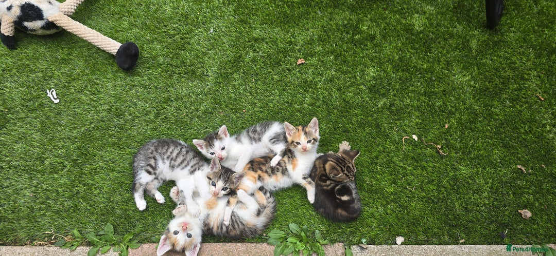 Mixed Breed cats for sale: Gorgeous Bengal X kittens - Image 8