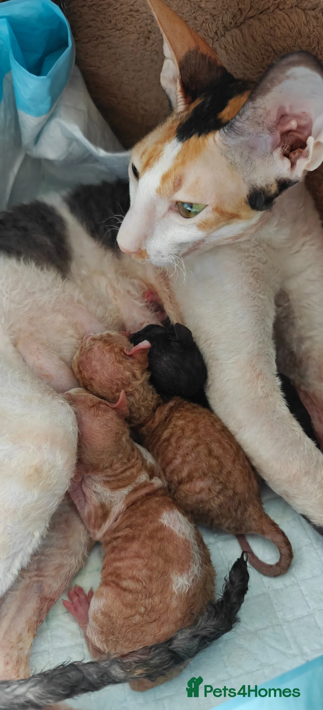 Cornish Rex cats for sale: Cornish Rex Male Seeking a Loving Forever Home - Advert 1