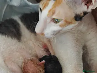 Cornish Rex cats Cornish Rex Male Seeking a Loving Forever Home - Advert 1
