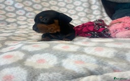 Dachshund dogs for sale: Standard smooth dachshunds from champion parents - Image 5