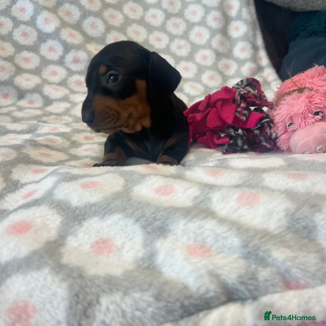 Dachshund dogs for sale: Standard smooth dachshunds from champion parents - Image 5