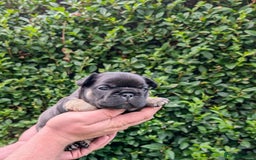 French Bulldog dogs for sale: Quality Frenchbulldog puppies carrying Fluffy  - Image 10