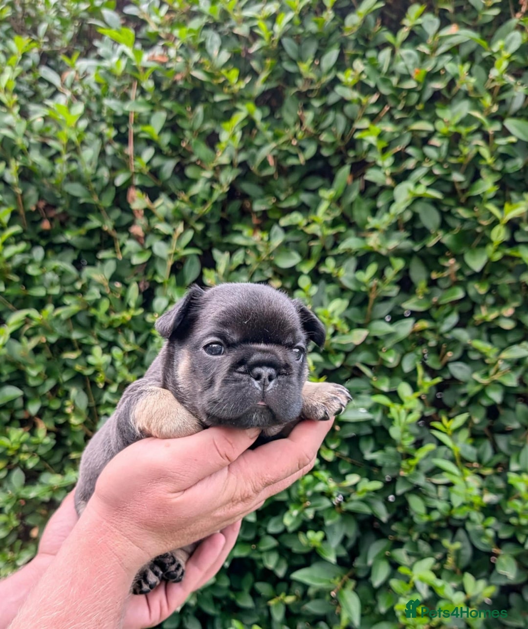 French Bulldog dogs for sale: Quality Frenchbulldog puppies carrying Fluffy  - Image 10