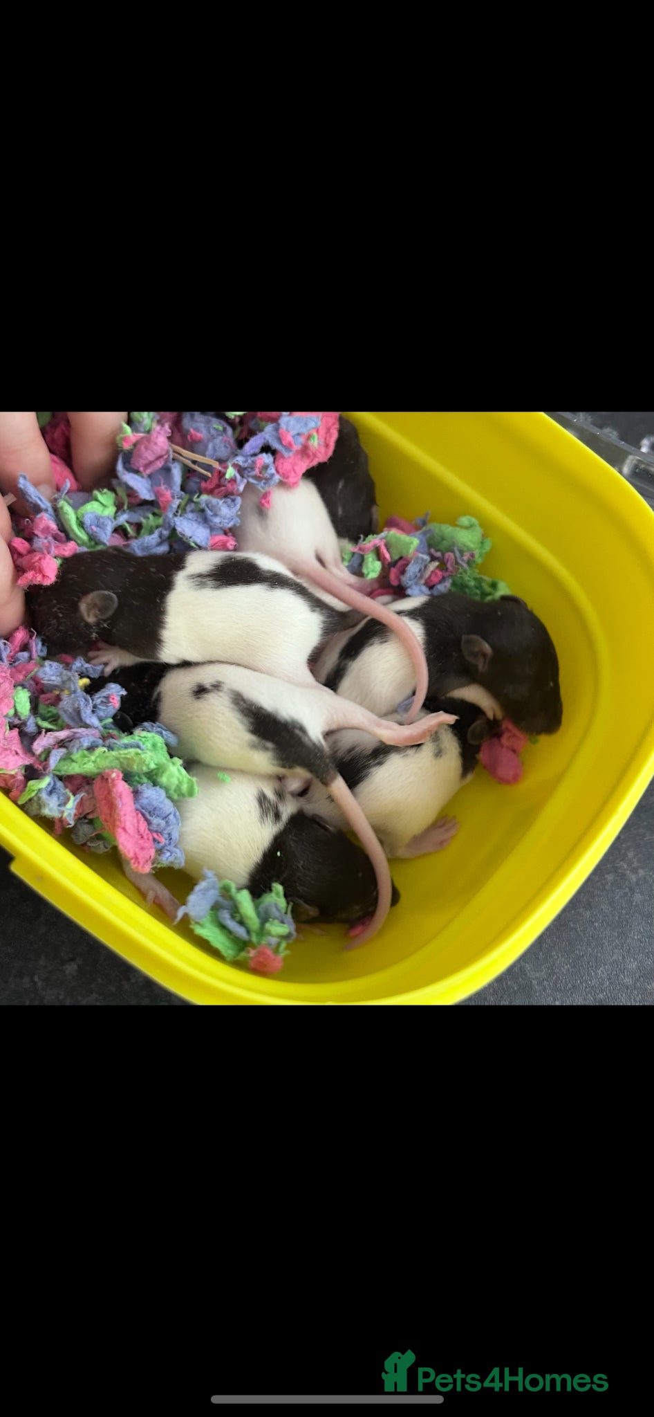 Rat rodents Mixed rats  - Advert 13