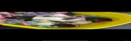 Rat rodents for sale: Mixed rats  - Advert 1