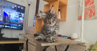 Maine Coon cats - Advert 13