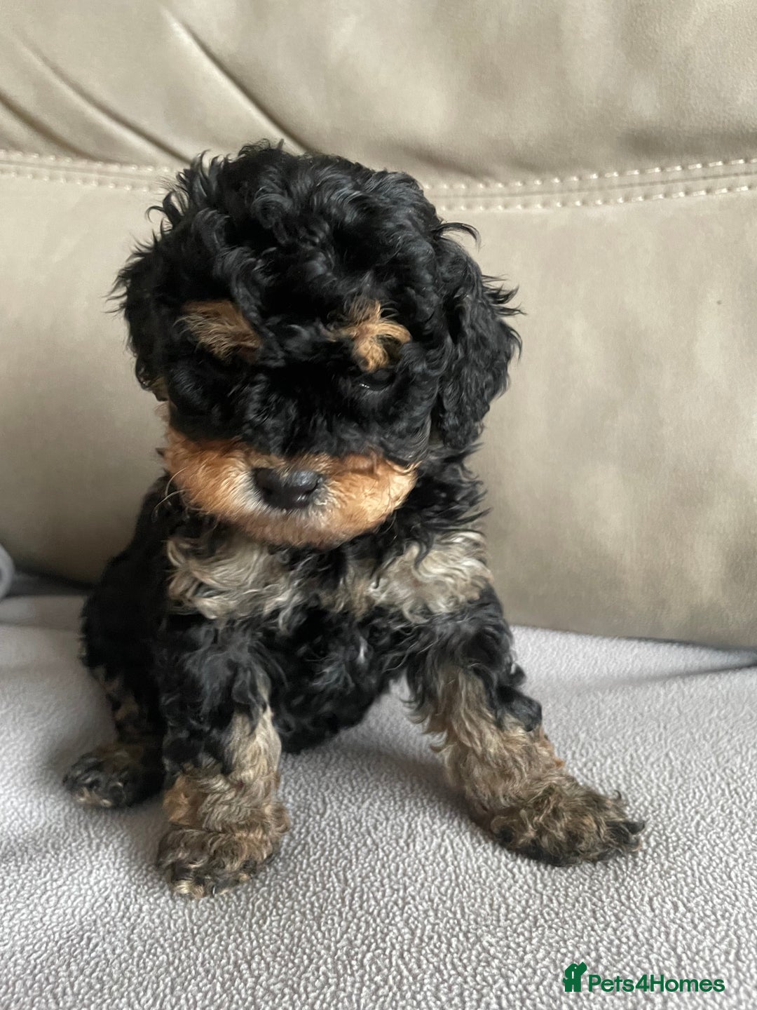 Cavapoo dogs for sale: ⭐ adorable Cavapoo’s ⭐  - Advert 12