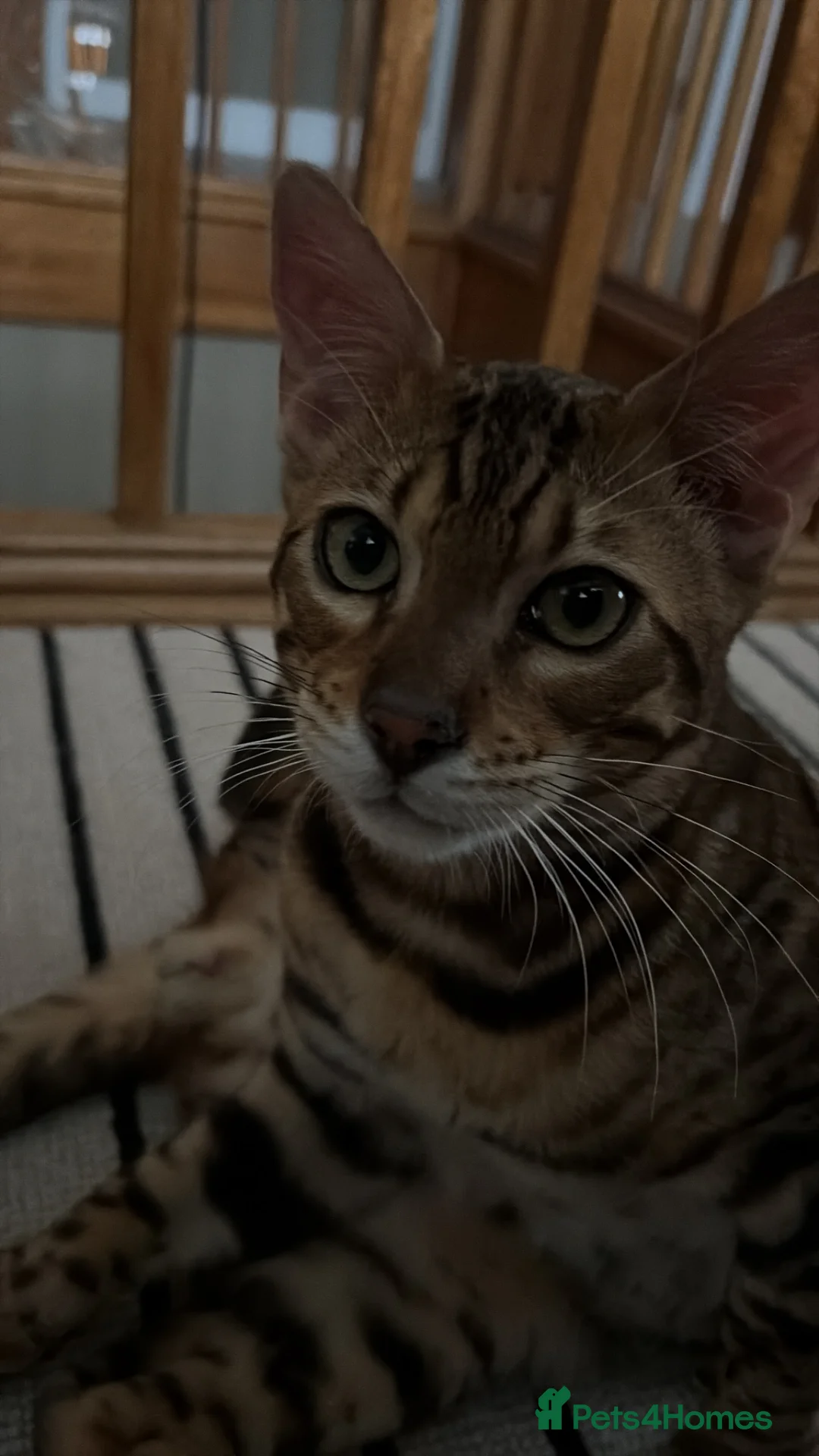 Bengal cats for sale: Bengal Kitten 6m old TIKA registered  in St. Ives - Advert 2