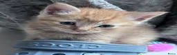Mixed Breed cats for sale: 🌟 beautiful mixed breed kittens for sale  in Cullompton - Advert 4