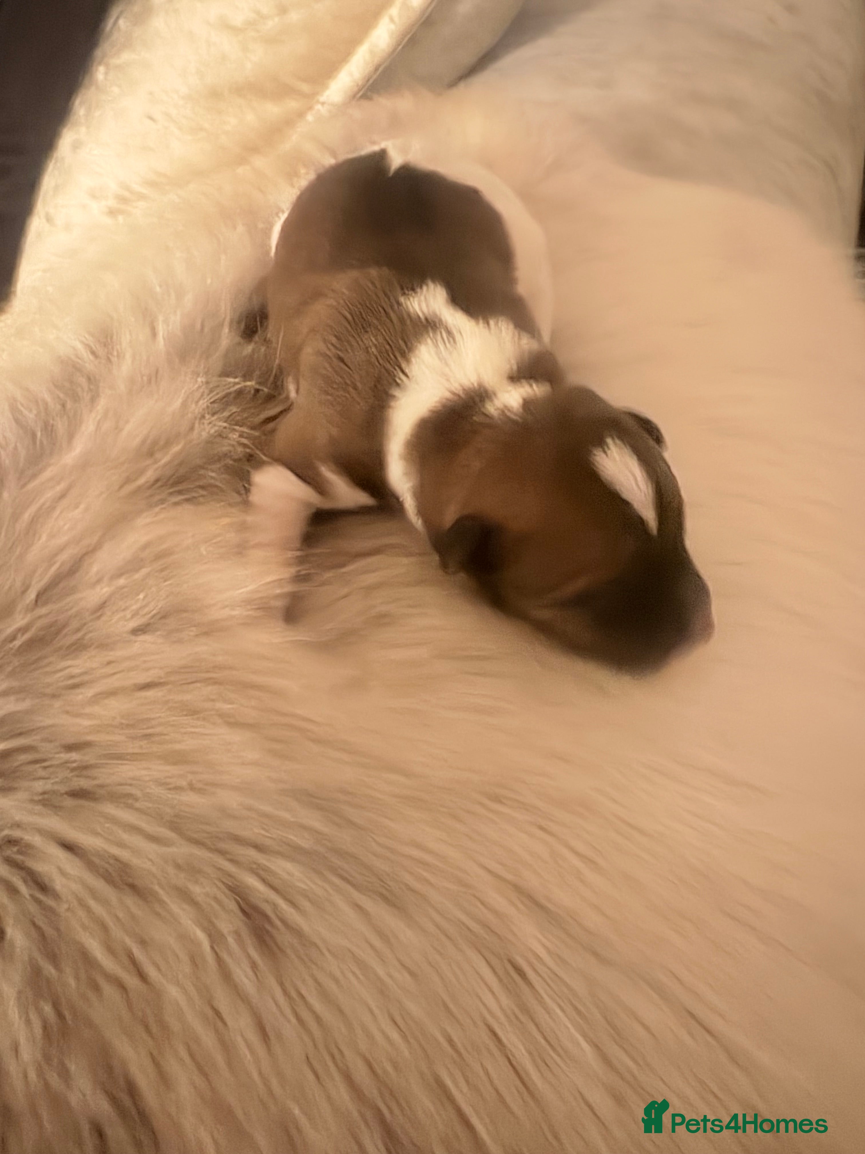 Plummer Terrier dogs Plummer terrier / American hairless terrier  - Advert 1