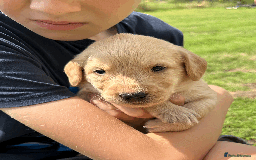 Labradoodle dogs for sale: Gorgeous F1b Labradoodle Puppies for loving homes. - Image 19