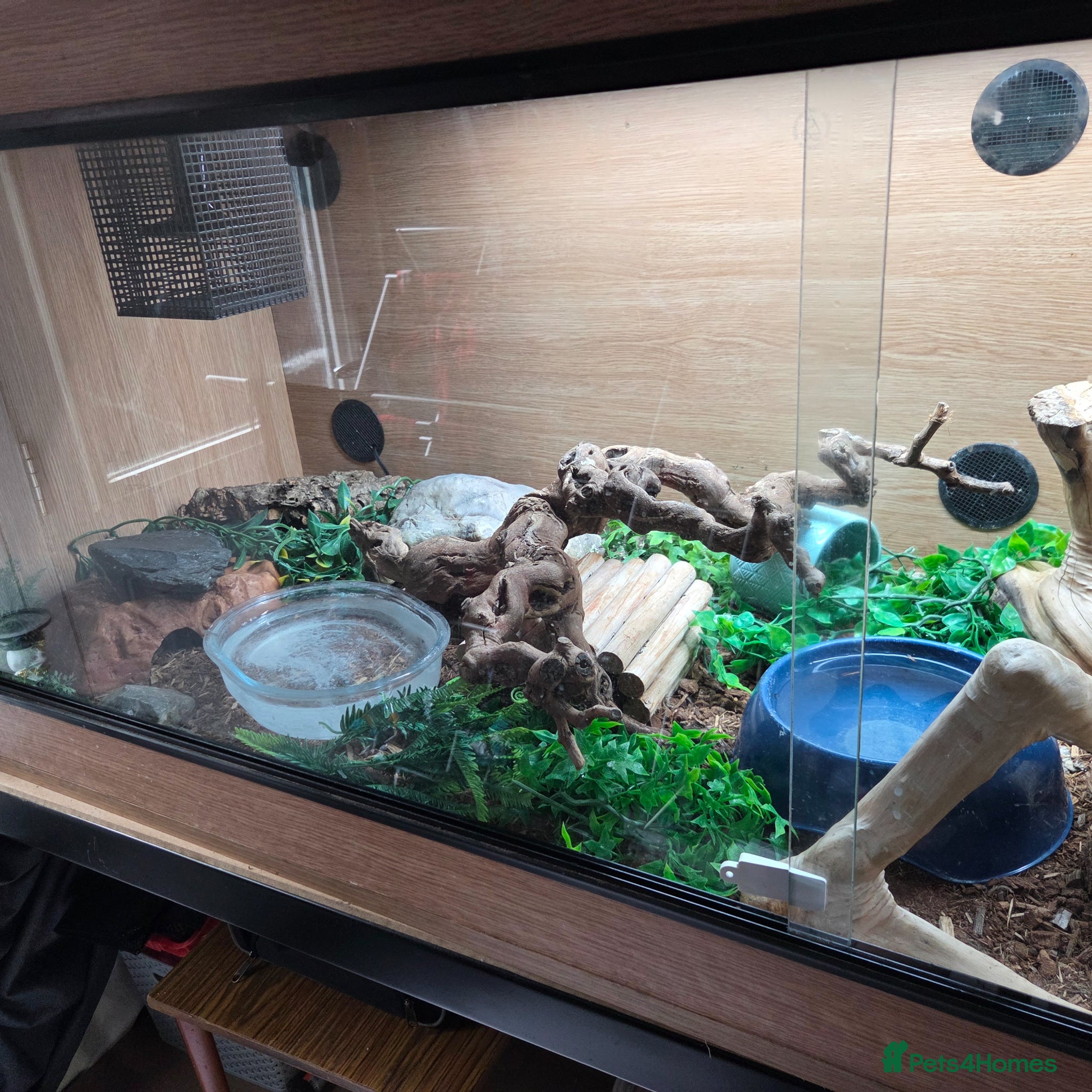 Snake reptiles for sale: False Water Cobra in Telford - Advert 4