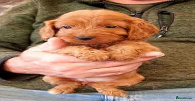 Cockapoo dogs - Advert 16