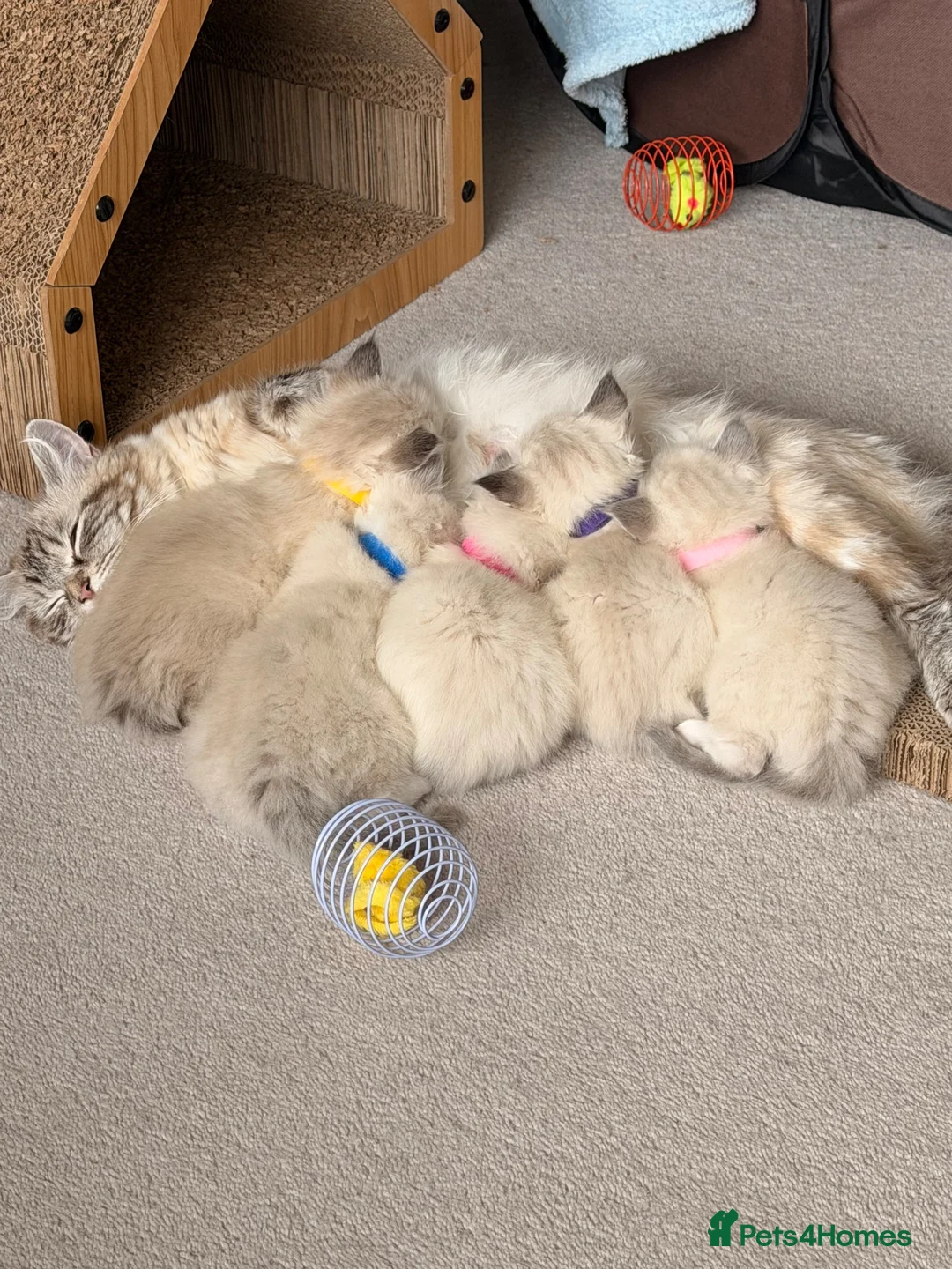 Ragdoll cats for sale: Beautiful Ragdoll kittens - Advert 1