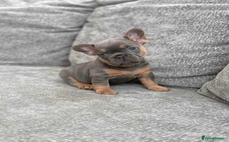 French Bulldog dogs - Advert 12