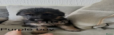 German Shepherd Puppy 4