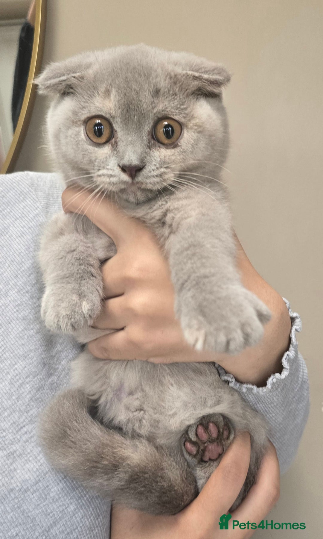 British Shorthair cats for sale: LAST ONE Teddy Bristish Short kittens - Image 4