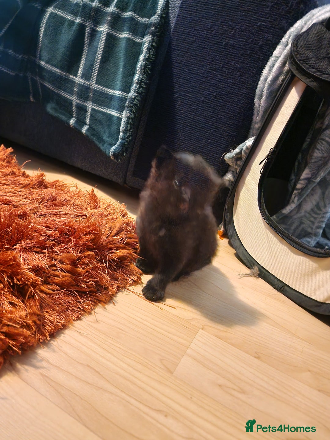 British Longhair cats for sale: 4 Adorable kittens for sale  - Advert 9