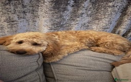 Cockapoo dogs for sale: F3 cockapoo girl  - Image 5