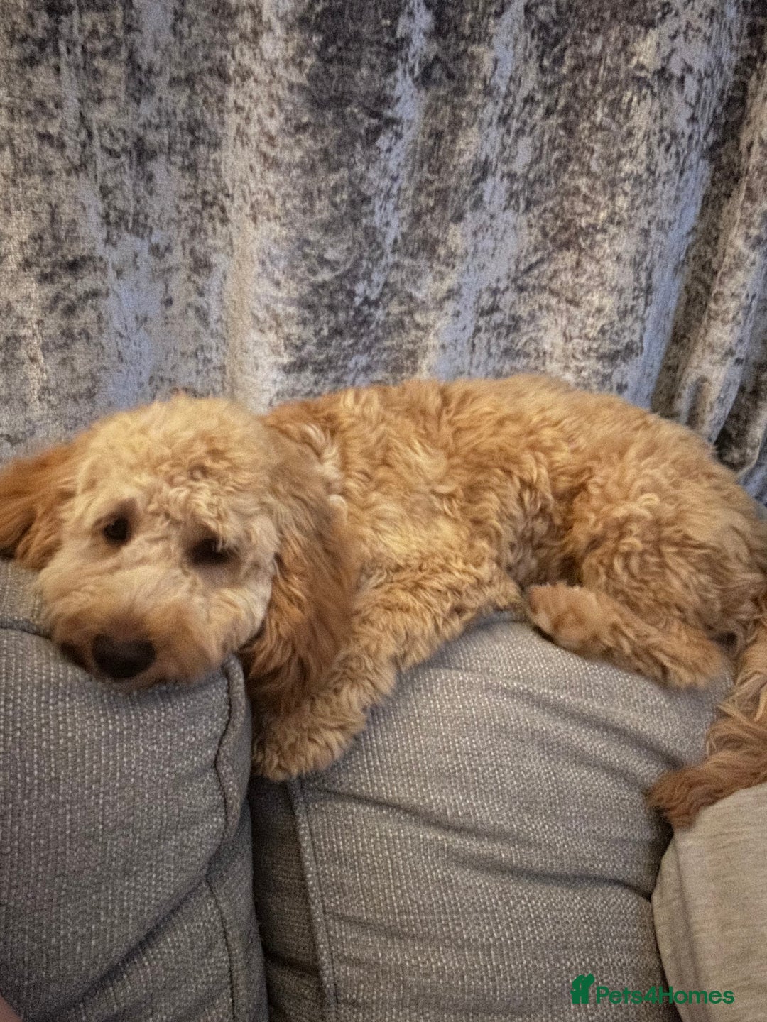 Cockapoo dogs for sale: F3 cockapoo girl  - Image 5