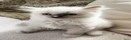 Ragdoll cats for sale: (ONLY 1 LEFT) Cuddly ragdoll kittens  - Advert 14