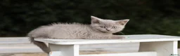 British Shorthair cats for sale: Stunning British Shorthair Kittens 🤍🐈 - Advert 3