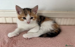 Mixed Breed cats for sale: 1/4 Maincoon dog friendly kittens - Image 13
