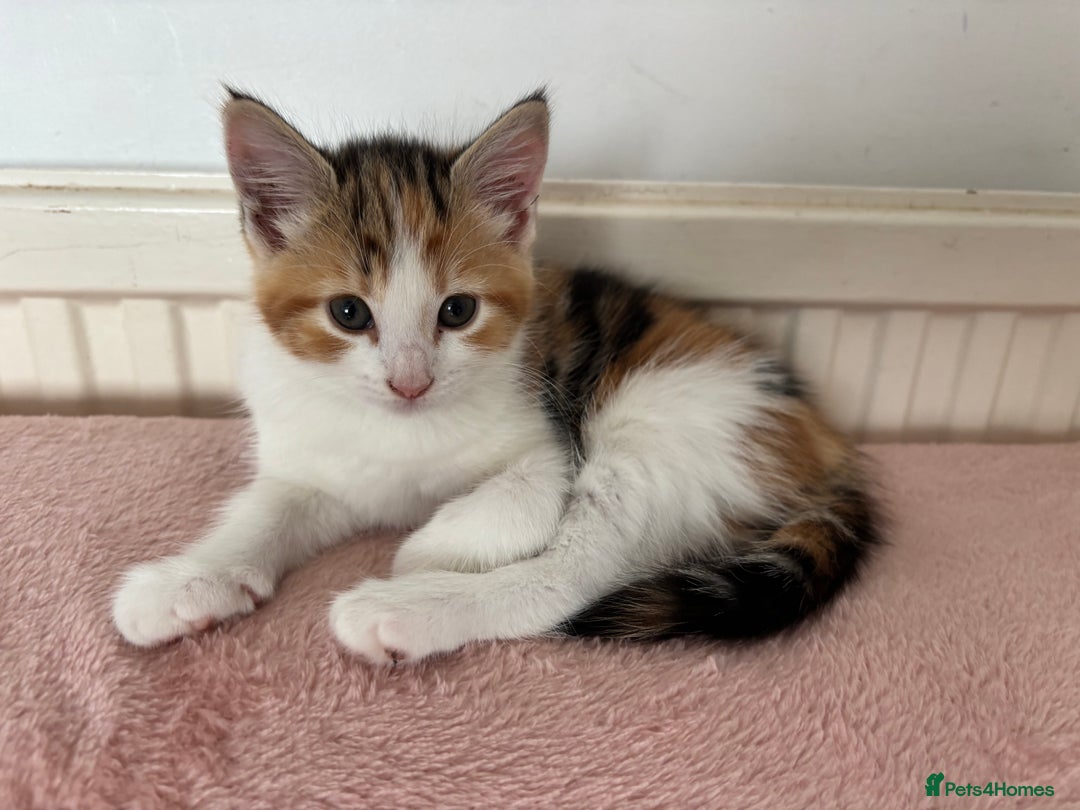 Mixed Breed cats for sale: 1/4 Maincoon dog friendly kittens - Image 13