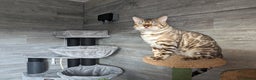 Bengal cats for stud: AMAZING SNOW LYNX STUD BENGAL TICA reg  in Harlow - Advert 6