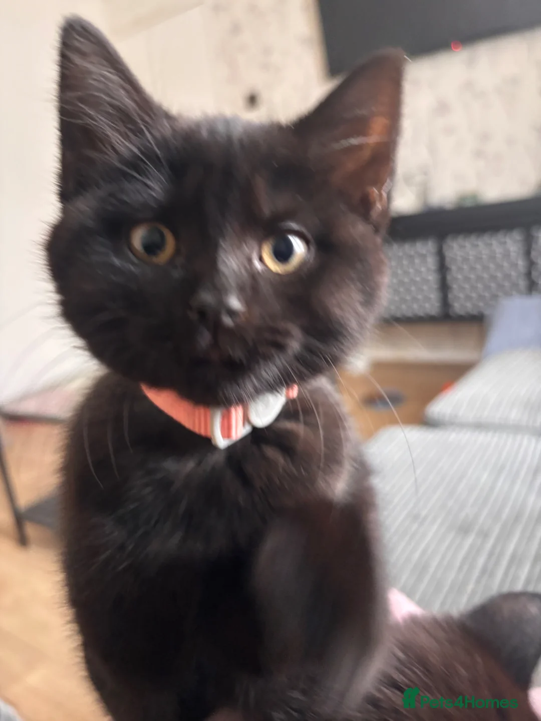 Mixed Breed cats for sale: 2 Gorgeous little girls left  - Advert 2