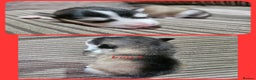 Alaskan Malamute dogs for sale:  Full Alaskan Malamute puppy  - Advert 31