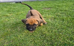 Rhodesian Ridgeback dogs for sale: Rhodesian ridgeback puppies - Image 7