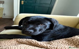 Mixed Breed dogs for sale: Big Teddy Bear  - Image 3