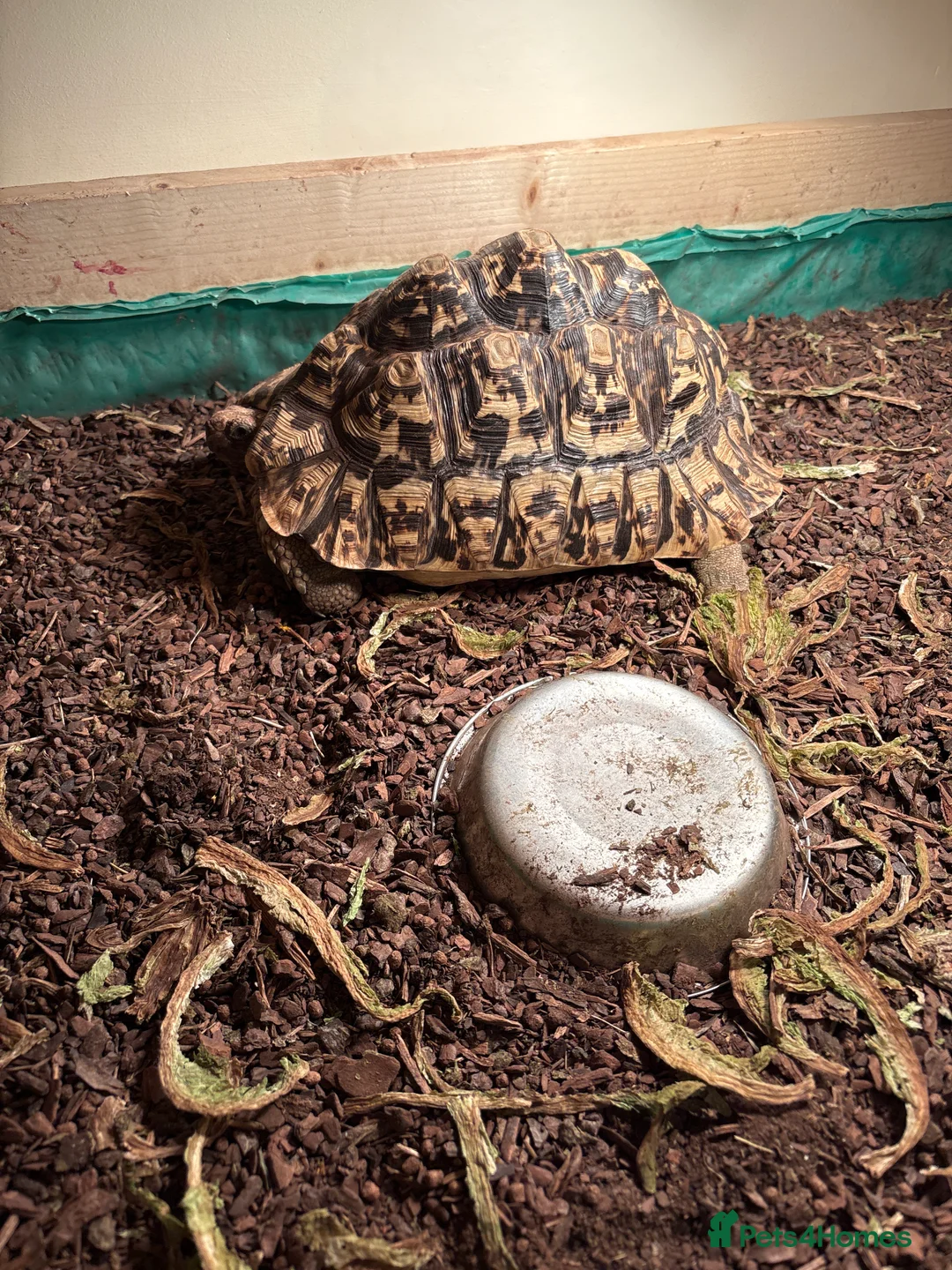 Tortoise reptiles for sale: leopard  - Advert 2