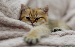 British Shorthair cats for sale:  **   ** : BSH Golden champion lines - Advert 32