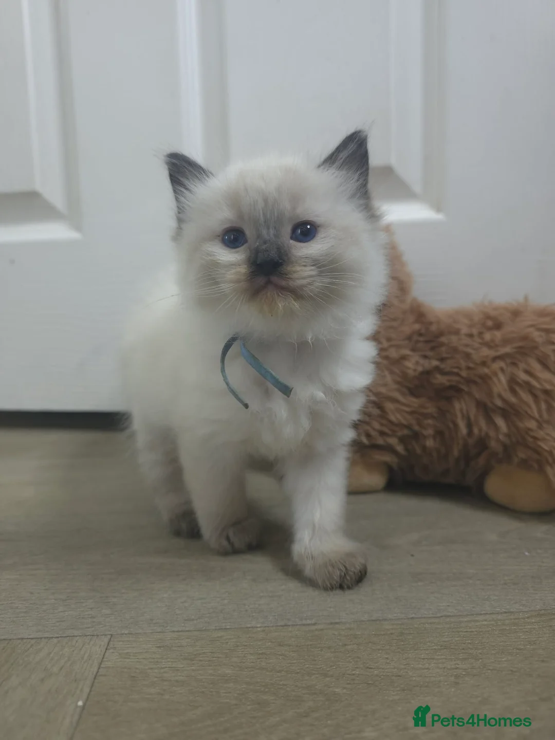 Ragdoll cats for sale: Gorgeous Ragdoll kittens for sale  in Knottingley - Advert 2