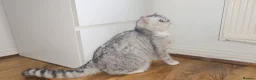 British Shorthair cats for sale: Blue eyed Golden British Shorthair female & male - Advert 10