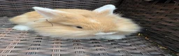 Lionhead rabbits for sale: Lionhead rabbits  - Advert 1