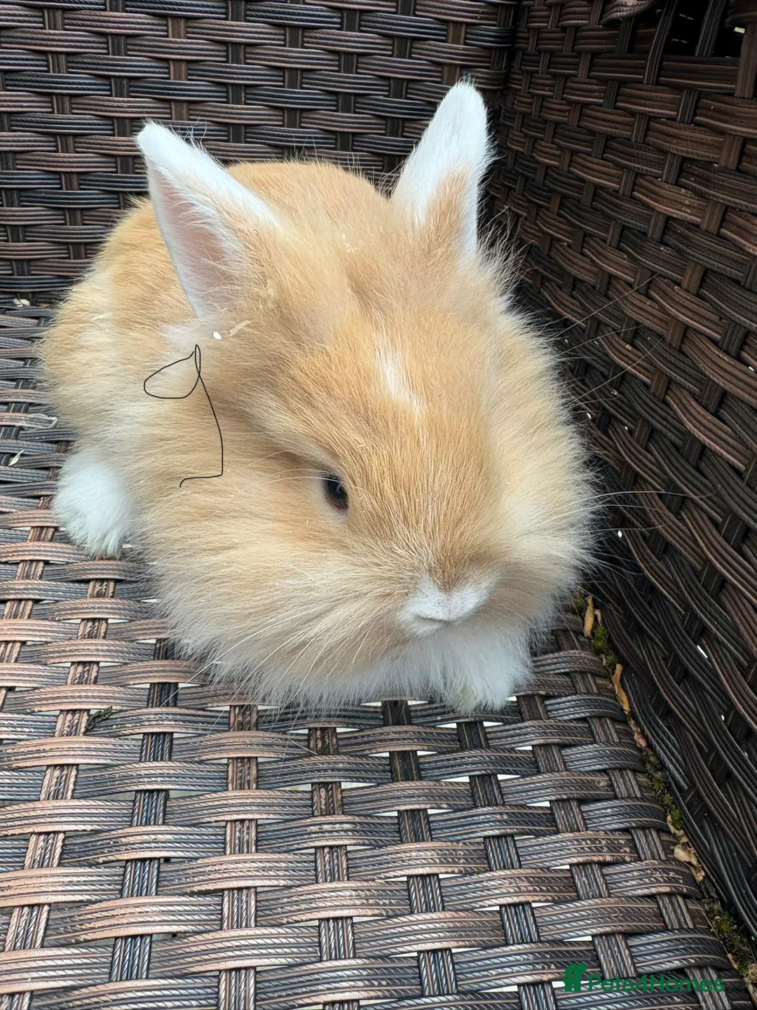 Lionhead rabbits for sale: Lionhead rabbits  - Advert 1