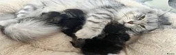 Siberian cats for sale: 🩶🩶Stunning Silver Traditional Siberian’s🩶🩶 - Advert 17