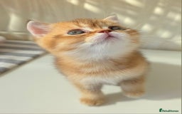 Scottish Fold cats for sale: EXCLUSIVE Golden-cinnamon Show quality. Best in UK - Image 9
