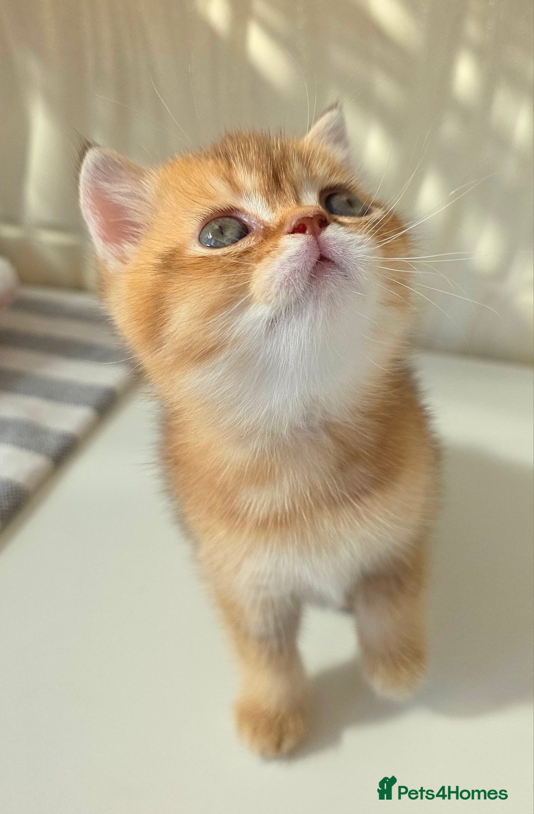Scottish Fold cats for sale: EXCLUSIVE Golden-cinnamon Show quality. Best in UK - Image 9