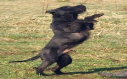 Patterdale Terrier dogs for sale: Patterdale Terrier available,wee Jake. - Image 6