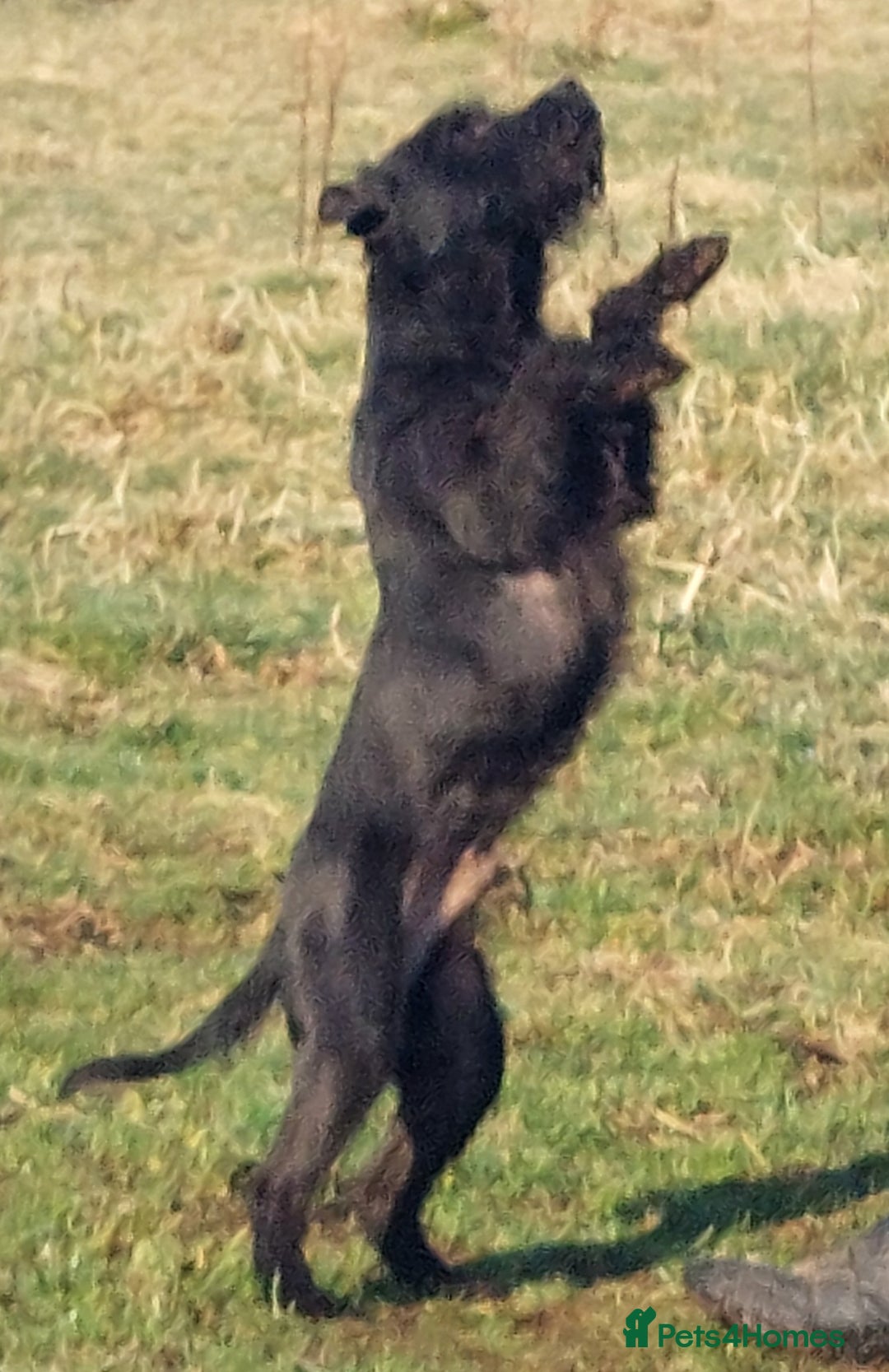 Patterdale Terrier dogs for sale: Patterdale Terrier available,wee Jake. - Image 6