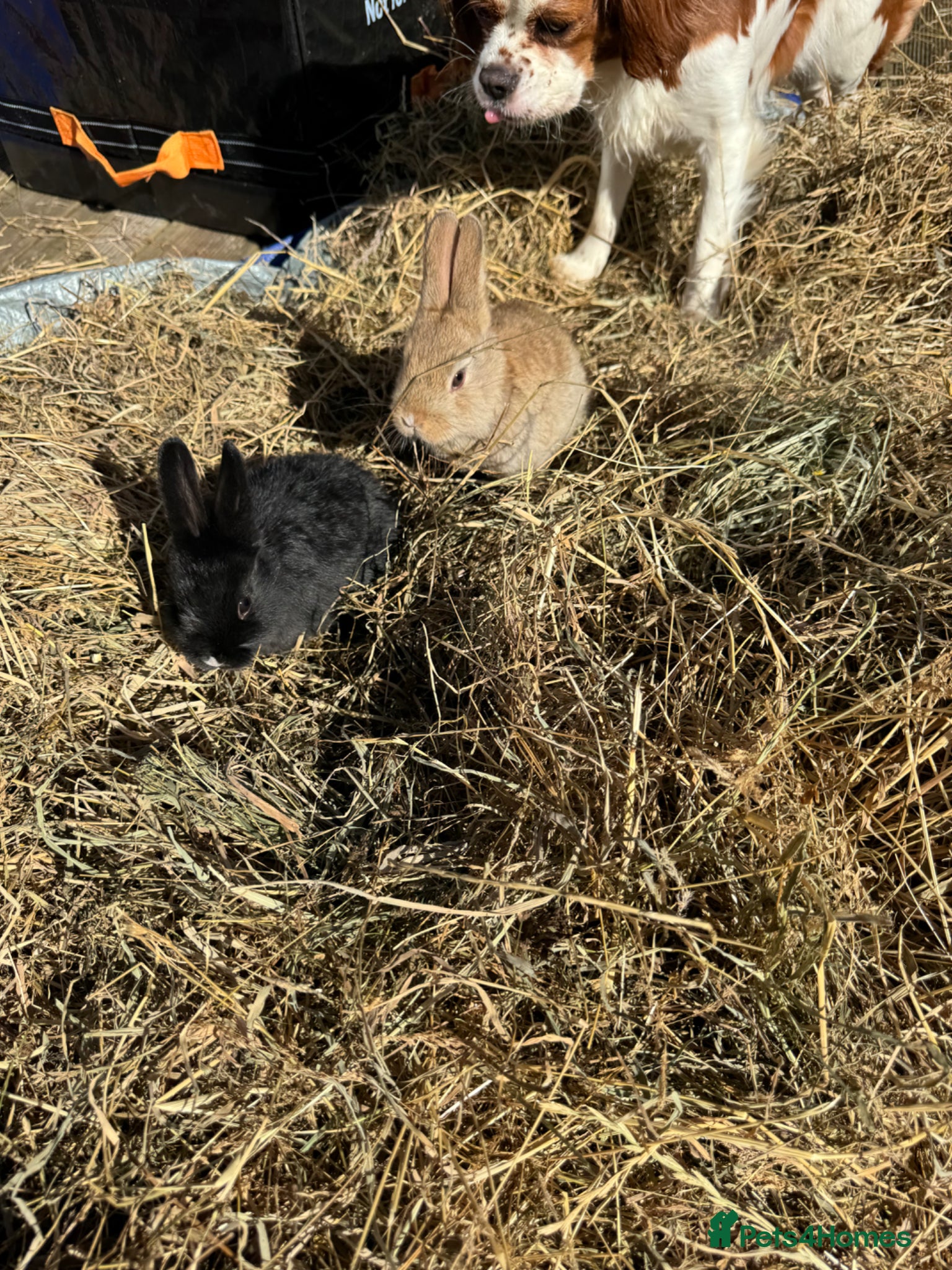 Mixed Breed rabbits Baby Rabbits Ready to go  - Advert 1