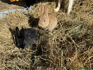 Mixed Breed rabbits Baby Rabbits Ready to go - Advert 1