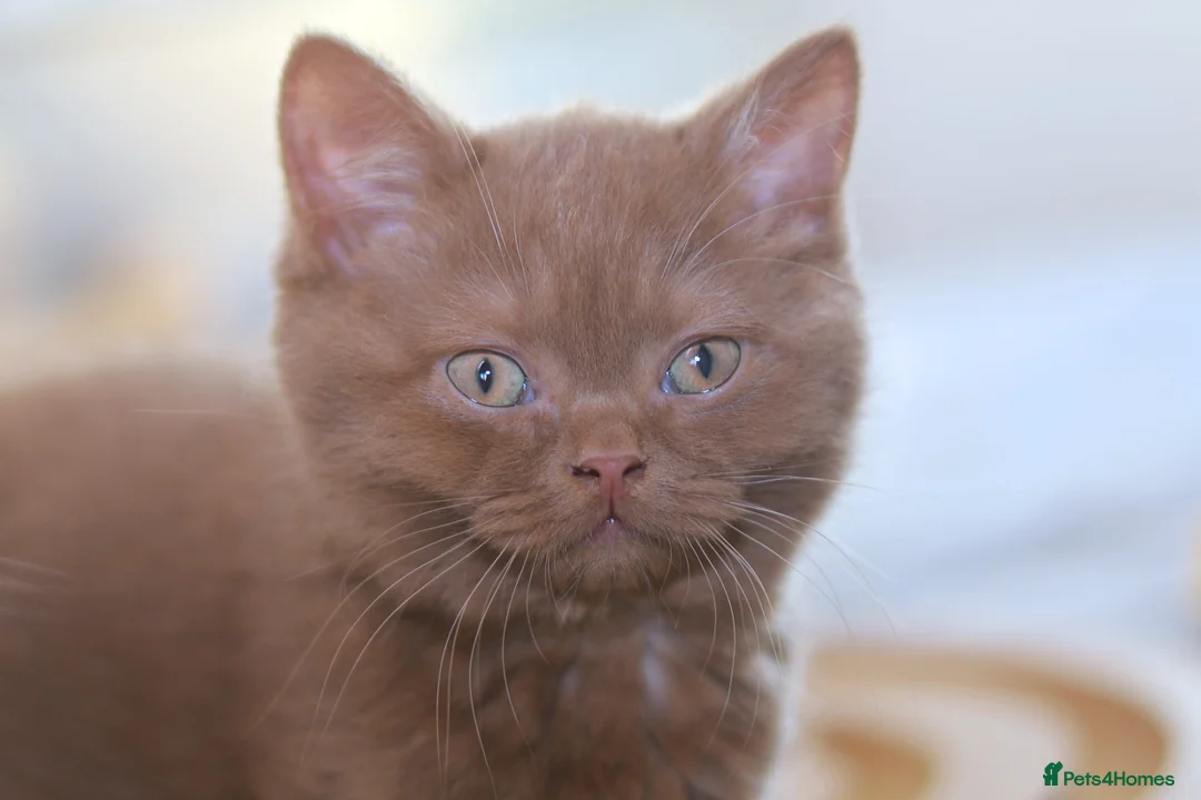 British Shorthair cats for sale: Cinnamon, Lilac & Ginger TICA Reg - Advert 1